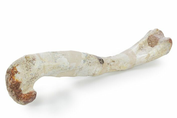 Triassic Fossil Poposauroid (Shuvosaurus) Femur - Texas #357681